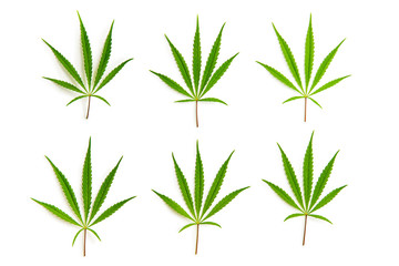 Marijuana cannabis leaves