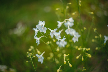 Fototapeta premium white flowers on green background