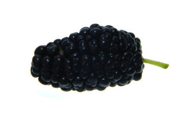 mulberry isolated on white background