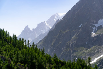 Forest and mountains in the Italian Alps