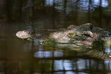 Fototapeta premium Close-up of crocodile head floating in water.