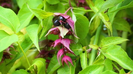 Himalayan honeysuckle  purple-black berries and  green leaves. Other names Leycesteria formosa, Flowering nutmeg, Himalaya nutmeg or Pheasant berry. Native to the Himalaya and southwestern China.
