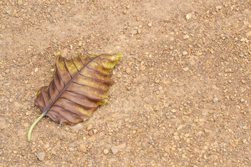 dry leaf on dry ground