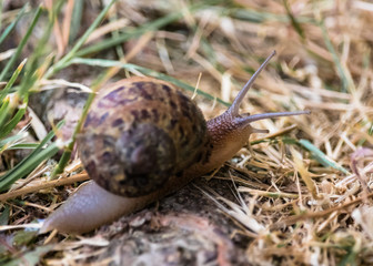 Schnecke Snail