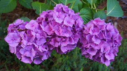 Beautiful Hydrangea serrata flowers close up. Common names Mountain hydrangea and Tea of heaven.
