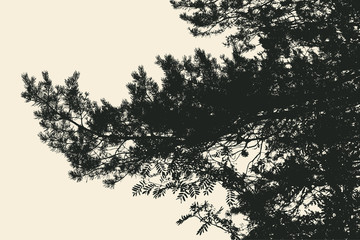 pine tree and branches silhouette. detailed vector illustration