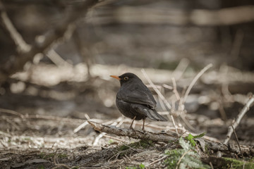 The common blackbThe commoird (Turdus merula) is a species of true thrush. It is also called Eurasian blackbird (especially in North America, to distinguish it from the unrelated New World blackbirds)