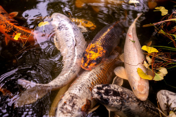 Koi fish pond in Japanese Garden, San Francisco.