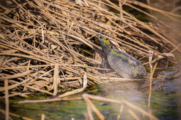 The European pond turtle (Emys orbicularis), also called commonly the European pond terrapin and the European pond tortoise, is a species of long-living freshwater turtle in the family Emydidae.