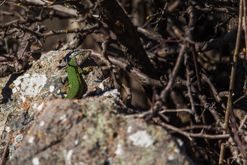 The European green lizard is a large lizard distributed across European midlatitudes from Slovenia and eastern Austria to as far east as the Black Sea coasts of Ukraine and Turkey.