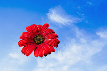Red daisies, Bellis, perennis buds bloom in orange in the garden, it is a native in the southeast...
