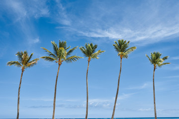 Fototapeta premium palms on a beach