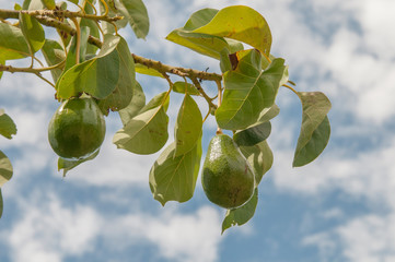 Organic avocado hanging in a tree, Todos Santos, Baja California Sur. Mexico