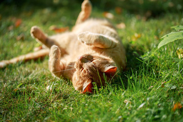 Red cat lying in a meadow, upside down cat sleeping in green grass in summer time.