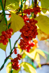 Schisandra chinensis or five-flavor berry on a branch. Fresh red ripe berries  in garden.