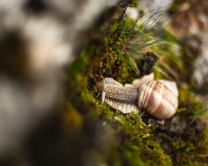 Helix pomatia, common names the Roman snail, Burgundy snail, edible snail or escargot