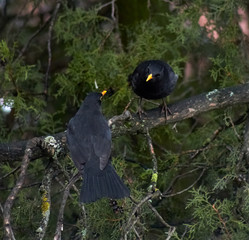 The common blackbird (Turdus merula) is a species of true thrush. It is also called Eurasian blackbird (especially in North America, to distinguish it from the unrelated New World blackbirds)