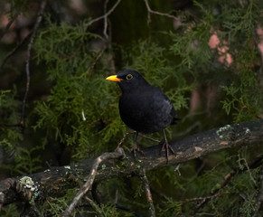 The common blackbird (Turdus merula) is a species of true thrush. It is also called Eurasian blackbird (especially in North America, to distinguish it from the unrelated New World blackbirds)
