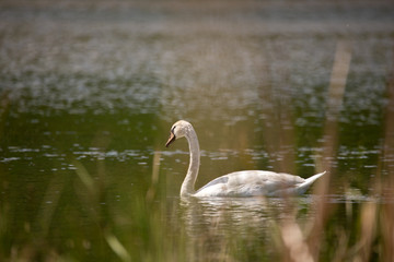 swan on the lake