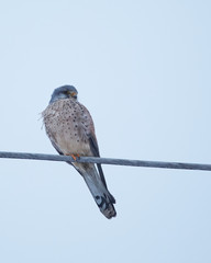 The common kestrel (Falco tinnunculus) setting on an electric wire. It is a bird of prey species belonging to the kestrel group of the falcon family Falconidae.