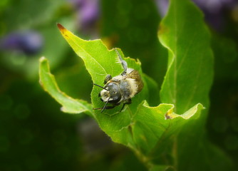 Grey bee sitting on a green leaf close-up