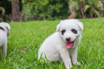 Thai bangkaew dog cute white puppies playing in the park and look at camera sitting in grass.