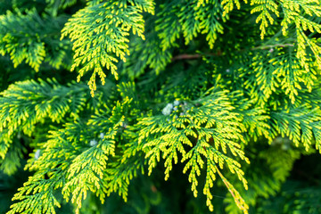 Coniferous plant brunch close up. Nature concept and wallpaper.