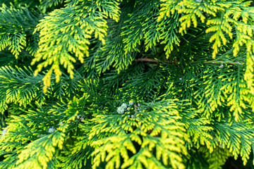 Coniferous plant brunch close up. Nature concept and wallpaper.