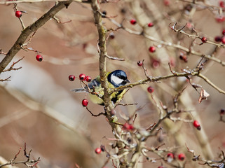 The great tit (Parus major) is a passerine bird in the tit family Paridae.