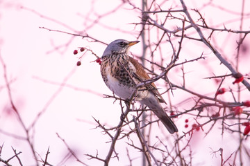 The fieldfare (Turdus pilaris) in a pink sunset light. It is a member of the thrush family Turdidae.