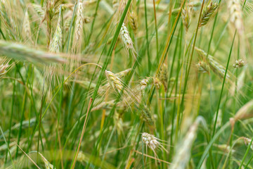 Beautiful, summer ears of rye in a field in Poland. Nature concept, wallpaper and grain, rye...