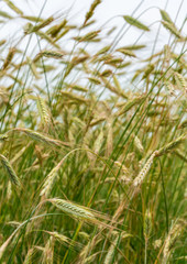 Beautiful, summer ears of rye in a field in Poland. Nature concept, wallpaper and grain, rye texture.