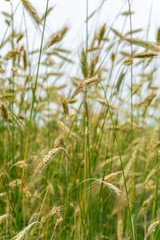 Beautiful, summer ears of rye in a field in Poland. Nature concept, wallpaper and grain, rye texture.