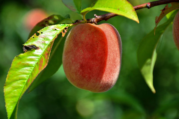  Ripe peaches hanging on the tree