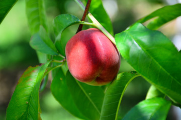  Ripe peaches hanging on the tree