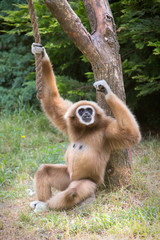 Fototapeta premium Gibbon resting in the shade of a tree