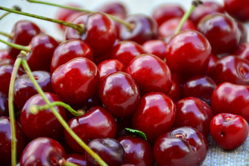 Closeup of a bunch of wet ripe cherry farm.	