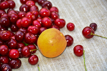 Closeup of a bunch of wet ripe cherry farm.	