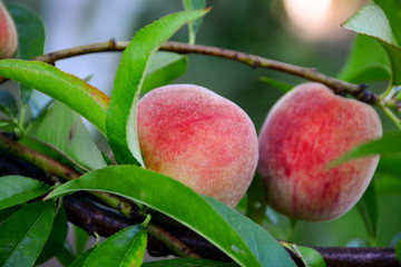  Ripe peaches hanging on the tree