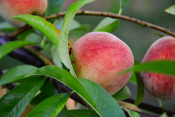  Ripe peaches hanging on the tree
