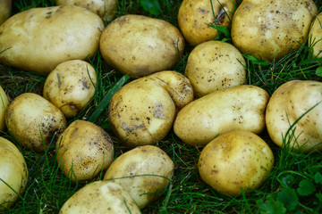  Potatoes. New crop. Food. Vegetables.