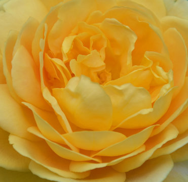 Beautiful yellow flower as background