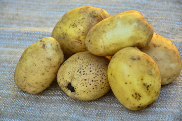 New potato, new crop, isolated.