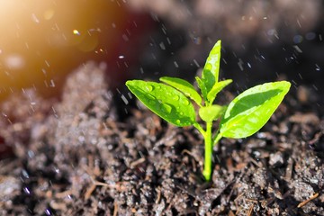 Concept of nature conservation,  Small trees growing up to grow into large trees We should help each other to maintain and help grow a lot of trees. For good weather and beautiful nature.