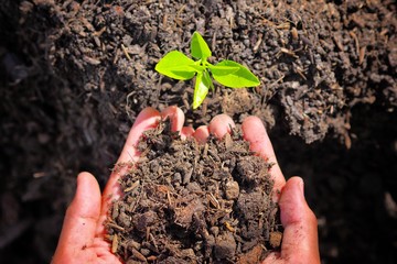 Concept of nature conservation,  Small trees growing up to grow into large trees We should help each other to maintain and help grow a lot of trees. For good weather and beautiful nature.
