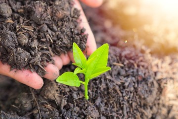 Concept of nature conservation,  Small trees growing up to grow into large trees We should help each other to maintain and help grow a lot of trees. For good weather and beautiful nature.