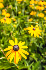 Fototapeta premium Black-eyed Susan