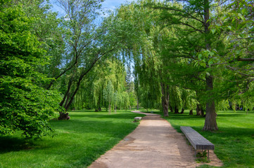 Public park during summer in sunlight with wooden bench, beautiful willow trees alley and sandy path