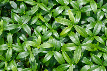 Periwinkle minor green leaves, small creeping ground covering plant in daylight during summer season