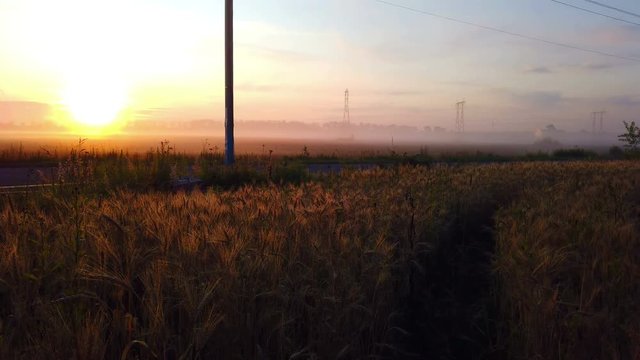 dawn over a wheat field on a summer day. panning video